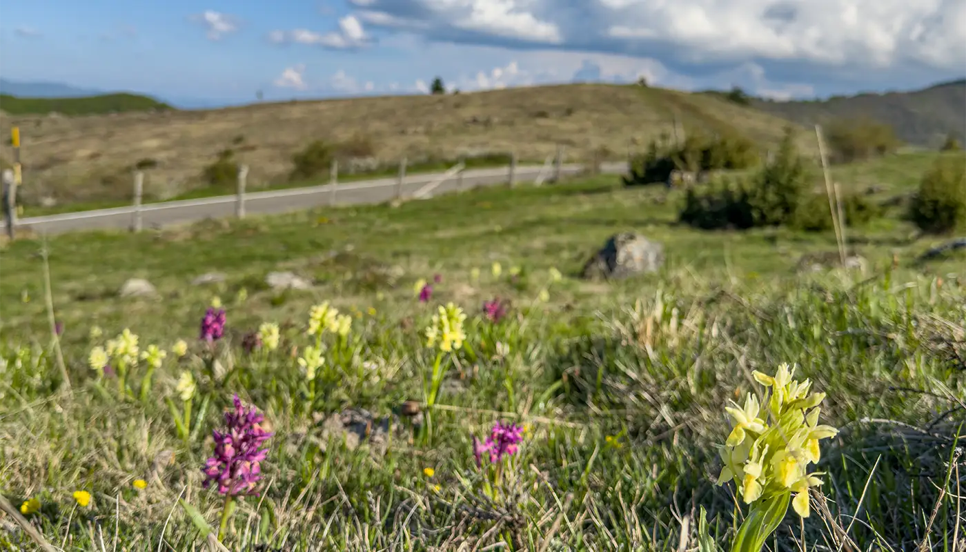Al momento stai visualizzando Orchidee selvatiche in Val Trebbia