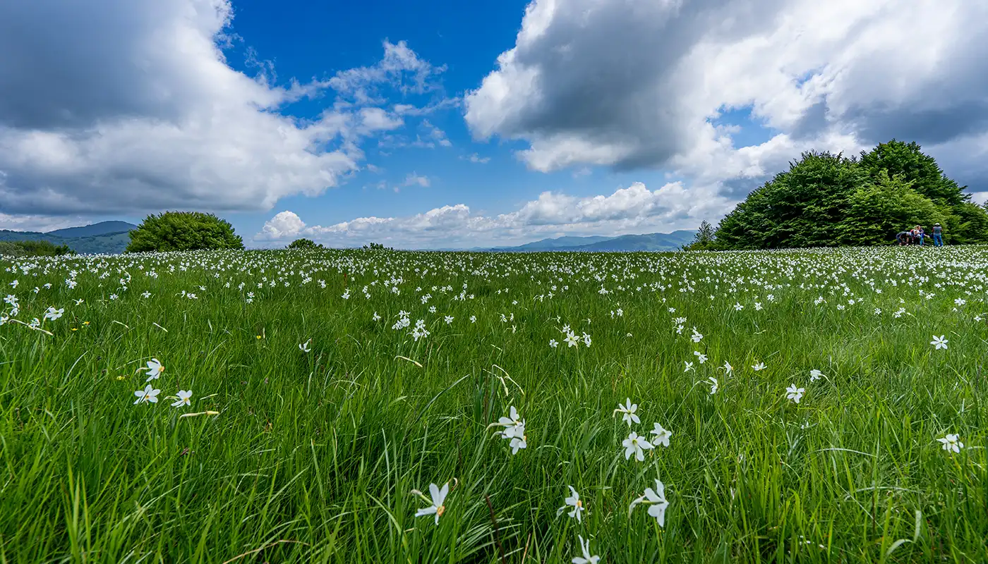 Al momento stai visualizzando La fioritura dei narcisi a Pian della Cavalla